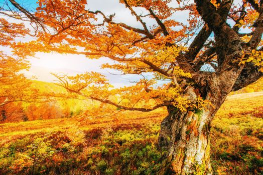 Huge stone in the forest area. Fantastic sunny day in autumn forest. Autumn Landscape. Ukraine, Europe