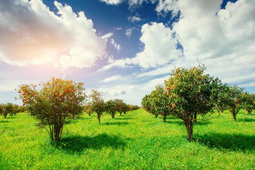 orange trees plantations Beauty world. Sicily Italy Europe