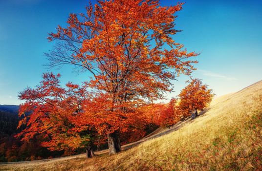birch forest in sunny afternoon while autumn season. Ukraine. Europe