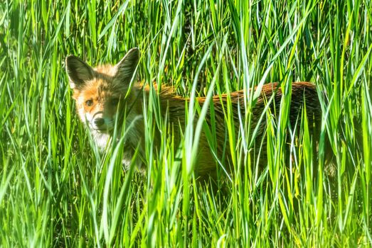 Red Fox, Vulpes vulpes, standing in the long grass in the evening