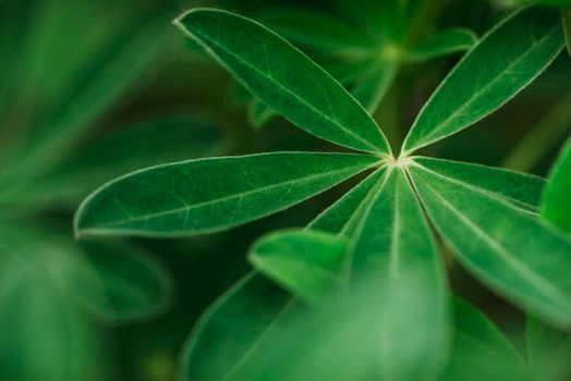 Abstract tropical nature, exotic macro green leaf.
