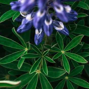 Wild blue lupine blooming in in summer.