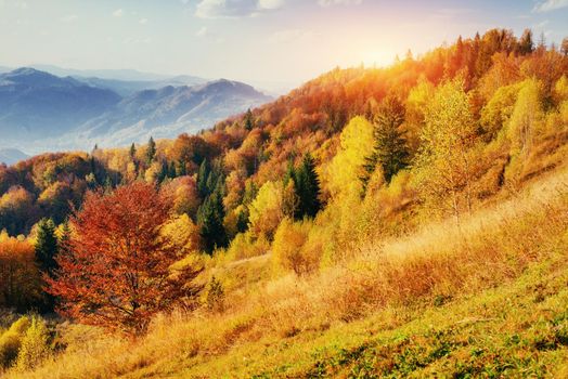 birch forest in sunny afternoon while autumn season. Autumn Landscape. Ukraine. Europe