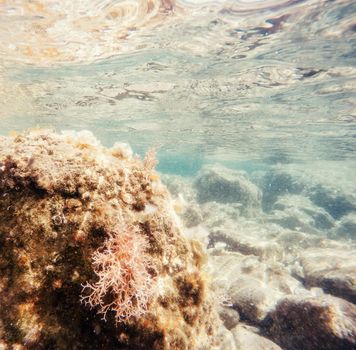 stones and seaweed underwater. Beauty world. Europe