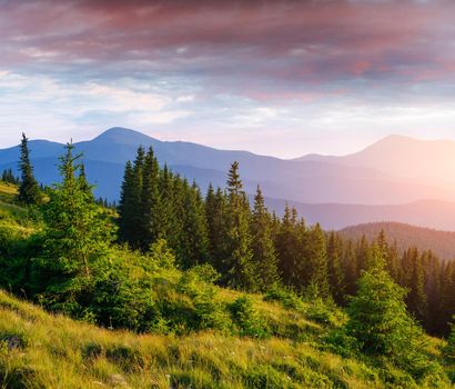 Pine tree forest. Beauty world Carpathians Ukraine Europe