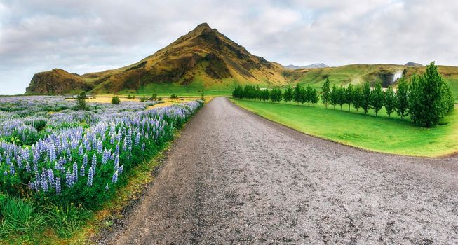 Wild blue lupine blooming in tall grass in summer and beautiful mountains