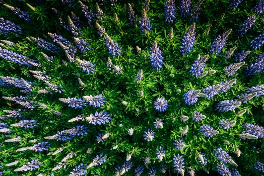 Wild blue lupinus blooming in high grass at summer.
