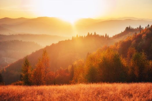 birch forest in sunny afternoon while autumn season. Autumn Landscape. Ukraine. Europe