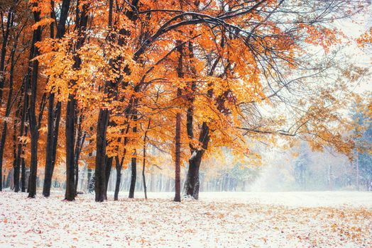 October mountain beech forest with first winter snow. Sunlight breaks through the autumn leaves of the trees in the early days of winter