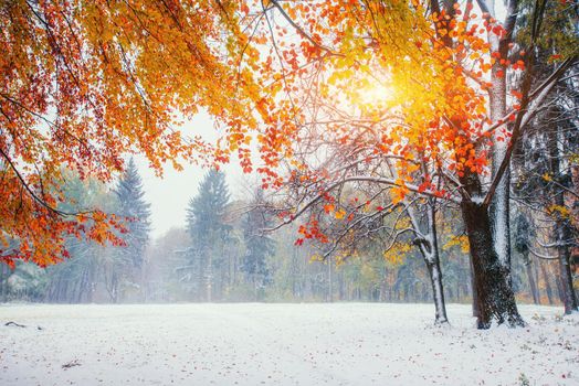October mountain beech forest with first winter snow. Sunlight breaks through the autumn leaves of the trees in the early days of winter