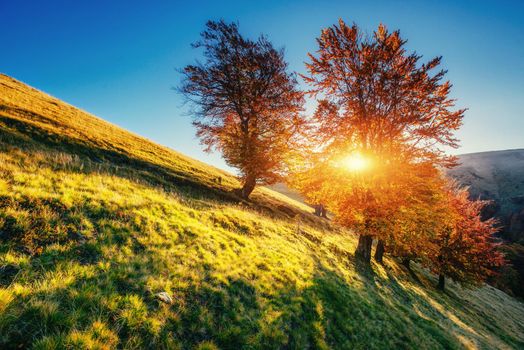 birch forest in sunny afternoon while autumn season. Autumn Landscape. Ukraine. Europe