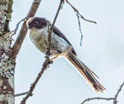 Young long-tailed tit or bushtit, Aegithalos caudatus, standing on a branch