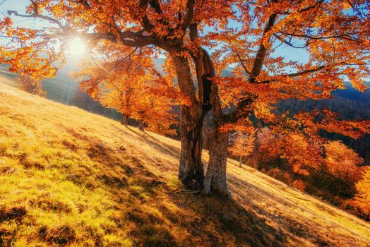 birch forest in sunny afternoon while autumn season. Autumn Landscape. Ukraine. Europe