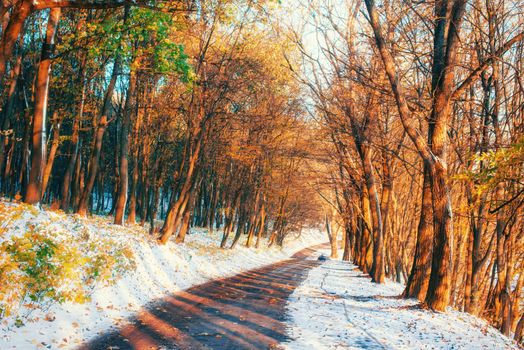First snow in the forest. Beauty world Road