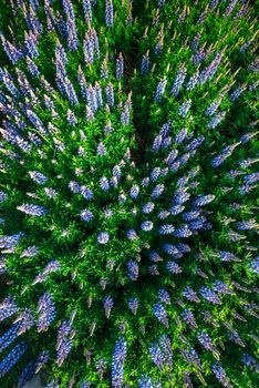 Wild blue lupinus blooming in high grass at summer.