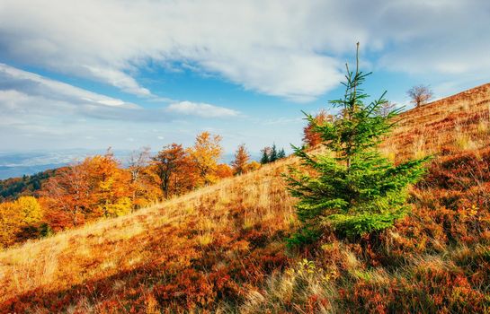 Huge stone in the forest area. Fantastic sunny day in autumn forest. Autumn Landscape. Ukraine, Europe