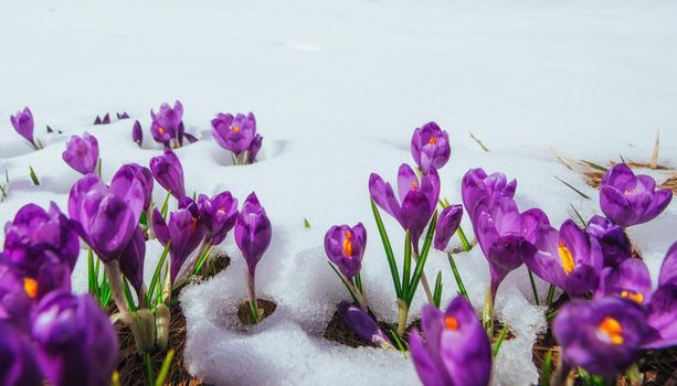 Spring crocuses in melting snow. Carpathians Ukraine Europe