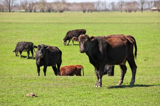 Herd of Happy Brown Black and Red Beef Cattle Cows Grazing in Field with one Looking at Camerae. High quality photo