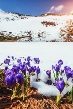 crocuses in snow. Beauty world. Carpathians Ukraine Europe