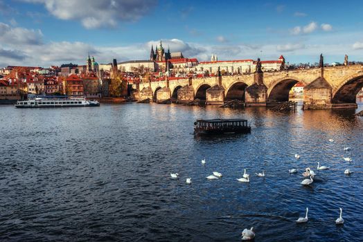 Image of Charles Bridge in Prague with couple of swans in the foreground. Czech Republic