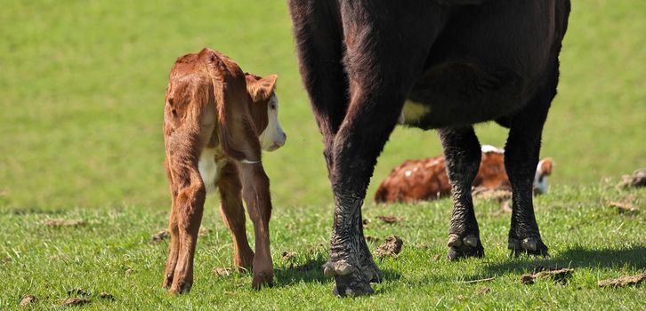 Young adorable beef cattle calf with its mother turned shyly away from camera. High quality photo