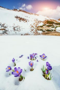 crocuses in snow. Beauty world. Carpathians Ukraine Europe