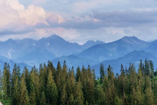 Fantastic Pine tree forest. Carpathian Ukraine Europe