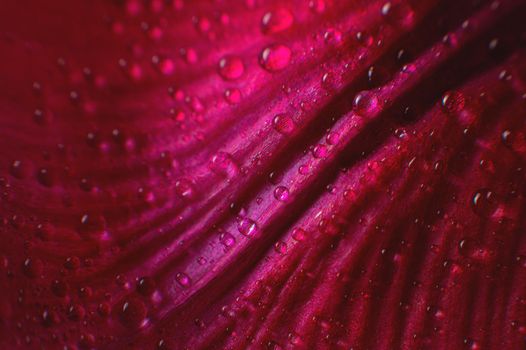 Abstraction Floral macro background. Water drops close-up on pink purple gradient flower with contrast background. Place for text. shallow depth of field abstraction.