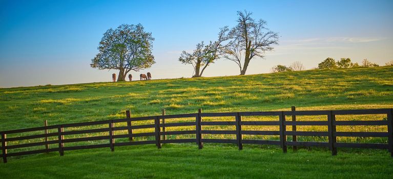 Group of horses grazing on top of a hill under trees.