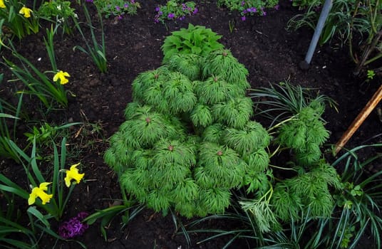 The fern-like peony Paeonia tenuifolia is a shrubby spring flower with raindrops.Top view.