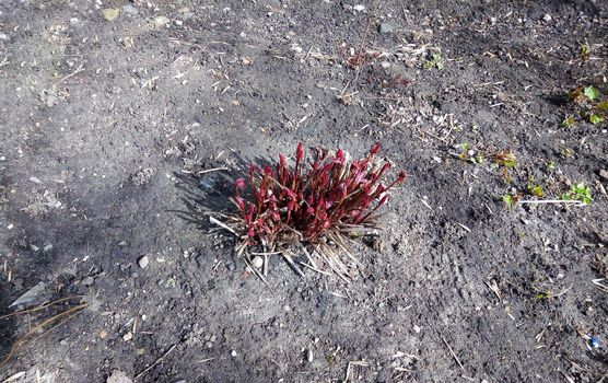 Peony sprouts emerged from the ground in the spring, red stems and leaves.