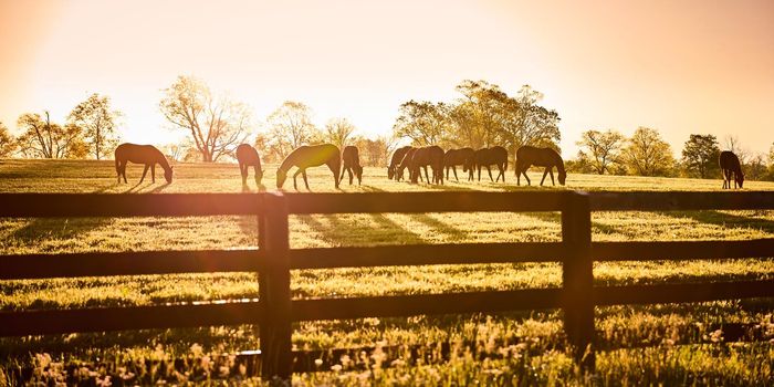 Group of horses grazing with bright morning sun behind them.