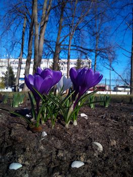 Lilac crocuses blooming in the park against the background of houses.