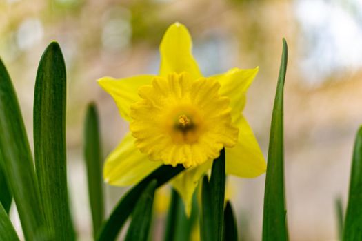 big yellow flower close up on bokeh background.