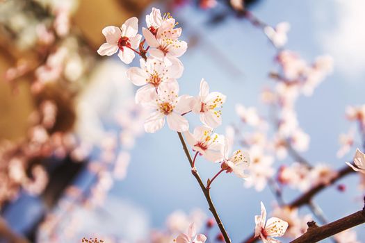 Blooming tree in spring. Fresh pink flowers on branch of fruit tree. Selective focus.nature