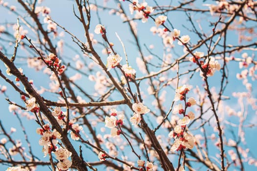 Blooming tree in spring. Fresh pink flowers on branch of fruit tree. Selective focus.nature