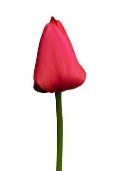 red tulip on a white background close up.
