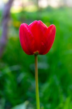 Red blooming tulip on a green background.