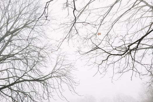 Tree crown without leaves, bare branches, winter. High quality photo. Branch of autumn tree against the sky. Beautiful autumn frame