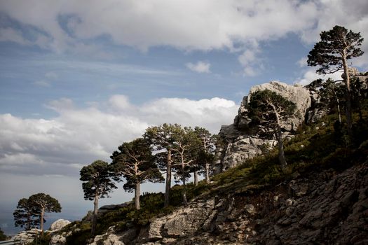 Landscape showing some trees and a big rock in a steep mountain in the pyrenees in Andorra