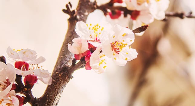 Blooming tree in spring. Fresh pink flowers on branch of fruit tree. Selective focus.nature