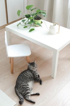 funny cat and a decorative green indoor plant in the interior of a cozy bright living room at home