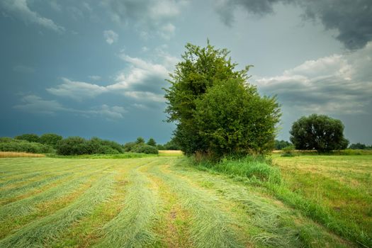 A mowed meadow with bushes and a cloudy sky, summer day in eastern Poland