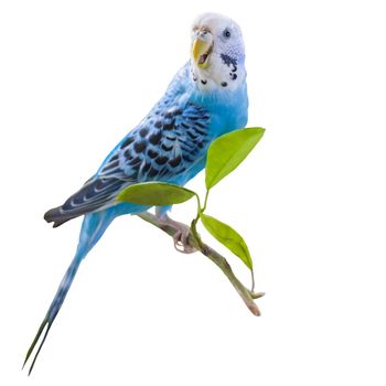 A beautiful blue budgie sits without a cage on a plant.  Isolated on a white background. Tropical birds at home. Feathered pets.