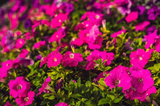 Pink petunia flowers in a flowering garden.