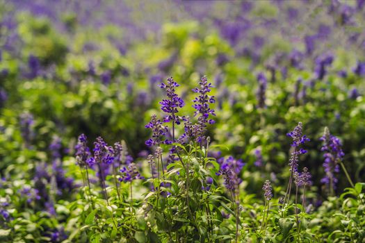 Lavender flowers at sunlight in a soft focus, pastel colors and blur background.