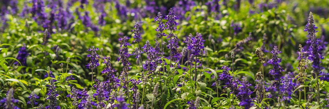 Lavender flowers at sunlight in a soft focus, pastel colors and blur background. BANNER long format