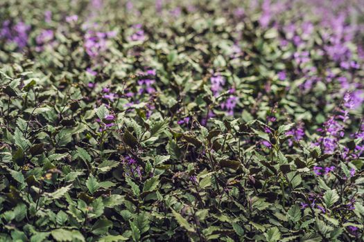 Lavender flowers at sunlight in a soft focus, pastel colors and blur background.