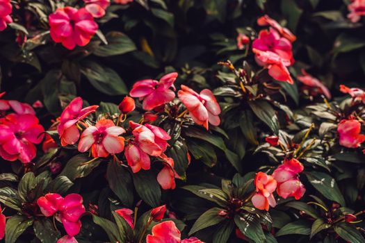 Texture of red flowers and green leaves.