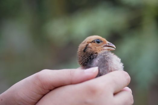 young girl holding a bird in nature in afternoon .